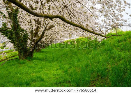 Landscape with beautiful cherry tree