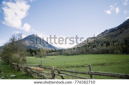 Green alpine meadow in the Caucasus Mountains
