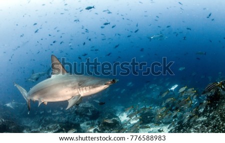 Hammerhead Shark at Cocos Island