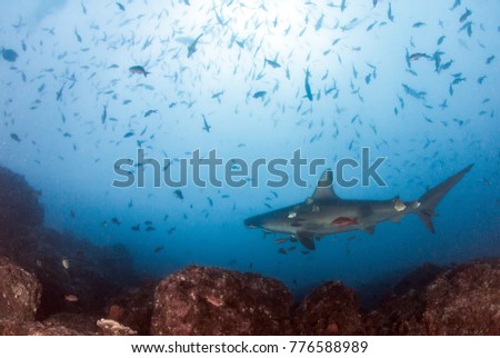 Hammerhead Shark at Cocos Island