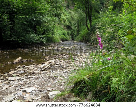 A stream runs through a forest clearing in the Belgian Ardennes near Spa. Looking upstream into the forest. Grasses and a foxglove flower in the foreground. Low viewpoint. July 2016