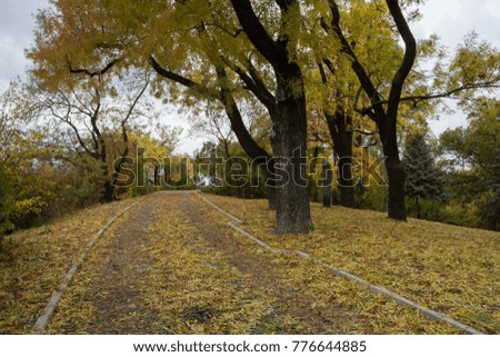 Autumn, trees near the path in the park and yellow leaves fallen on the ground.