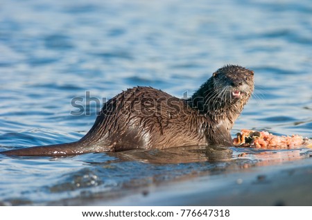 North American River Otter Lontra canadensis eating salmon in Comox, British Columbia, Canada
