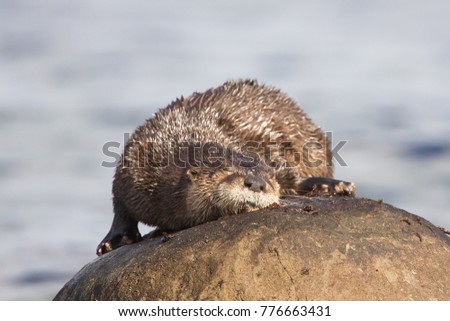North American River Otter Lontra canadensis scratching on a rock in Qualicum Beach, British Columbia, Canada