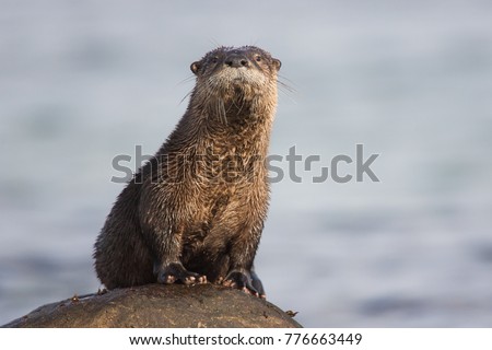 North American River Otter Lontra canadensis on a rock in Qualicum Beach, British Columbia, Canada