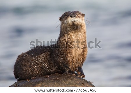 North American River Otter Lontra canadensis on a rock in Qualicum Beach, British Columbia, Canada