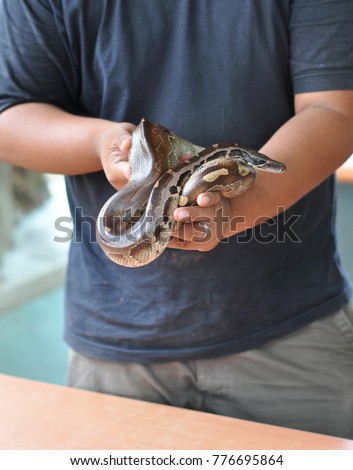 Snake on asian male zookeeper hand