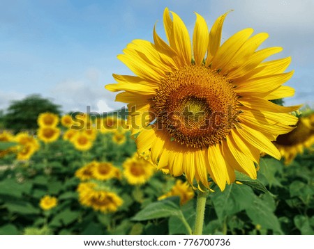 Fresh sunflowers on the mountains with blue sky.