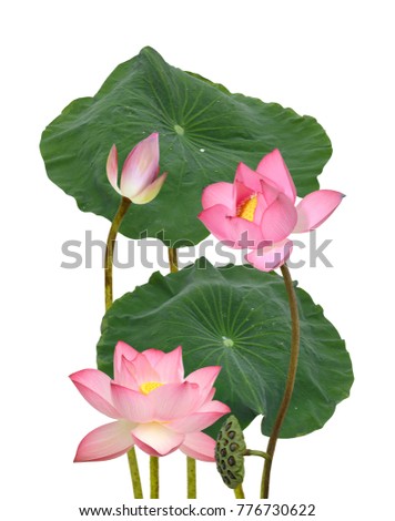 Beautiful pink lotus flower bouquet isolated on white background