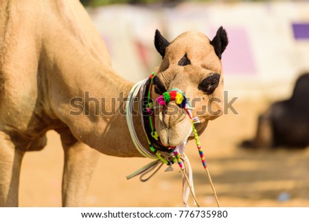 Pushkar City and Camel Fair