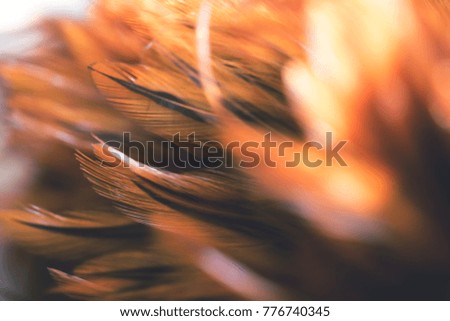 Bird,chickens feather texture background,Abstract,postcard,blur style,soft color.
