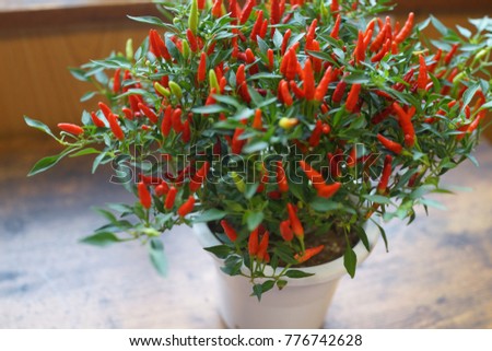 Pepper plants in house Royalty-Free Stock Photo #776742628