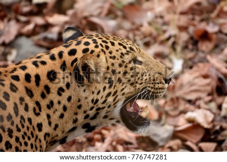Closeup picture of Leopard  in Ranthambore tiger reserve