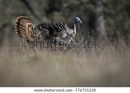 wild male turkey strutting feathers for females
