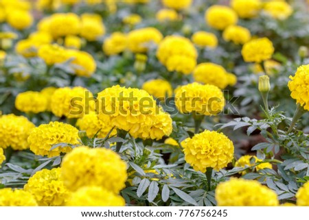 Yellow marigolds flowers in park