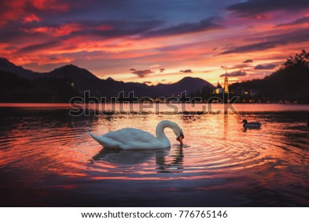 Sunrise at the beautiful Lake Bled with swan and the Pilgrimage Church of the Assumption of Maria and Bled Castle at background at autumn