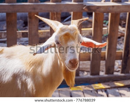 white goat in farm.