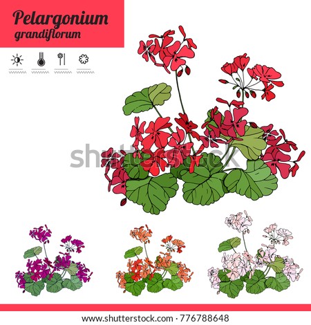 Plant Pelargonium isolated on white background. Tipical room plant grown  indoors for home decoration. Various color.