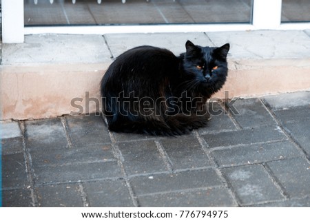 A terrible black homeless cat with orange eyes. Evil. Terrifying. Demon.