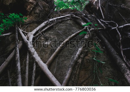 Cliffs with green leaves trunks cliffs creepers