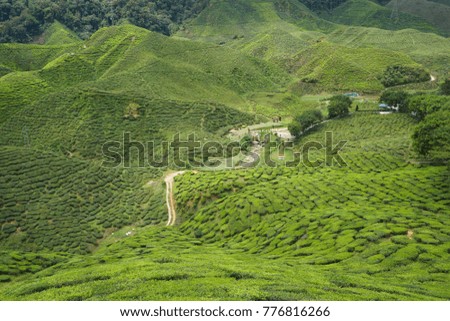 Spectacular view at Tea Plantation