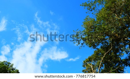 afternoon blue sky, white cloud and trees upside view on wonderful day