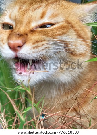 Cat eating fresh grass. Natural hairball treatment.