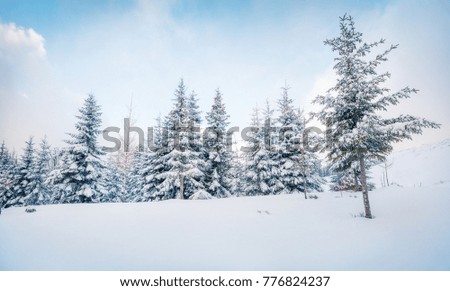 Frosty winter morning in mountain forest with snow covered fir trees. Splendid outdoor scene, Happy New Year celebration concept. Artistic style post processed photo.
