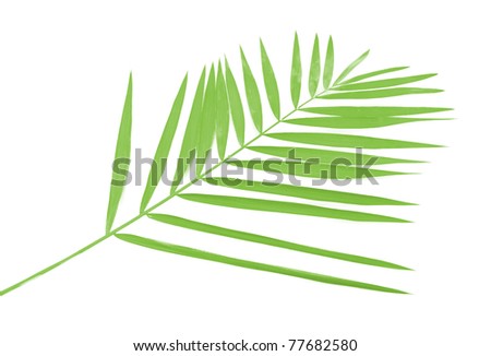 green leaf of palm tree isolated on white