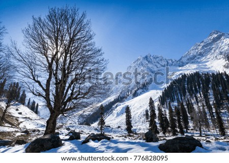 Sun Shines behind a bare tree at Himalayan Mountains near Sonmarg, Jammu and Kashmir, India