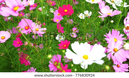 Pink and white cosmos flowers filed beautiful background.