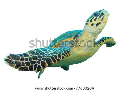 Hawksbill Sea Turtle (Eretmochelys imbricata) isolated on white background