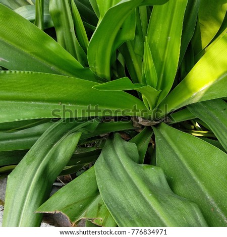 A close-up square picture of a green plant with bright wide leaves