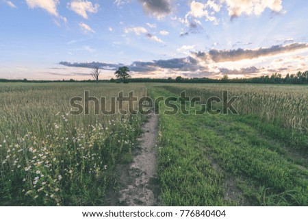 Summer Landscape with Wheat Field and Clouds in latvia - vintage film look