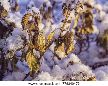 Dry decorative plants under the first snow in the morning