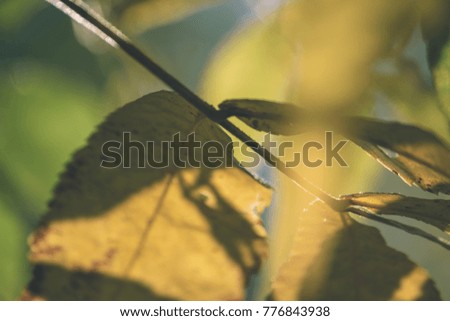 autumn gold colored leaves in bright sunlight in forest on dark blur background - vintage retro film look
