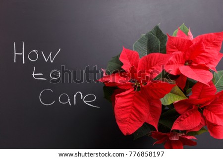 Flowering Poinsettia on a dark background and the inscription how to care is a picture to illustrate the creation of your home garden.
