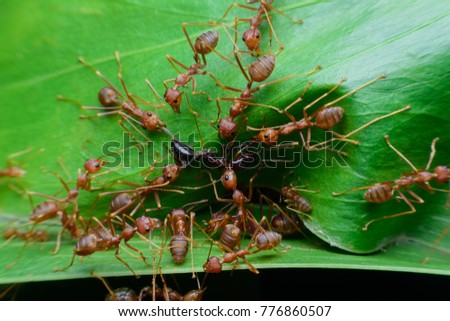 Ants nest from the leaves.