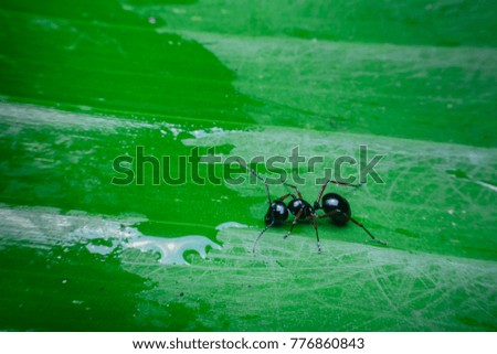 black ant on leaf green