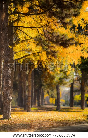 Background bright autumnal landscape of the park on a sunny day
