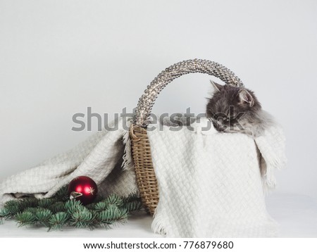 Tender, sweet cat in a wicker basket, near which lie Christmas decorations