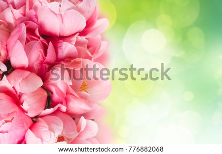 Fresh dark pink peony flowers border with copy space on abstract garden background