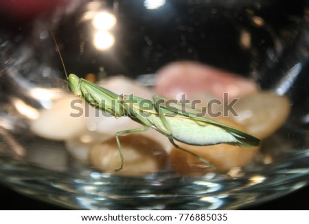 A close-up photograph of a Garden Mantis on the other side of transparent glass. This photo was taken in Brisbane, Australia.