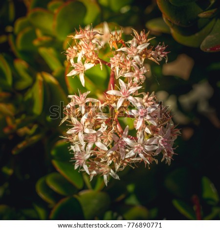 Macroview to the cluster of star-like pink flower and un-blown buds of Crassula Ovata succulent, jade plant, friendship tree, lucky plant, or money tree . Succulent plant