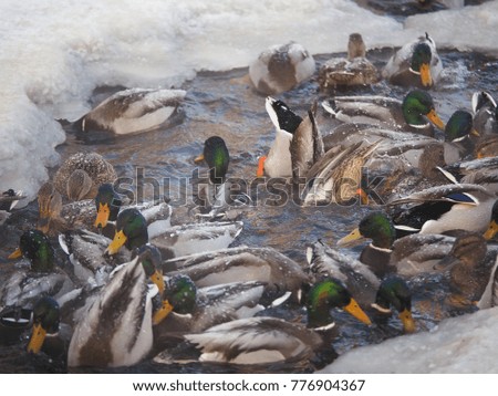 ducks on the river in winter