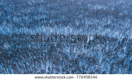 Aerial shot of a winter forrest - tall pine trees lit by sunset