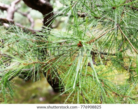 Rain drops on green pine needles