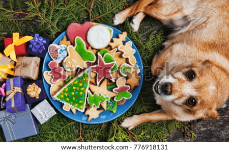 unusual dog on table with tasty holiday Gingerbread Cookies on wooden table. Merry Christmas and Happy New Year card