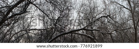 panorama. tree atmospheric dark with snow. dark forest. clumsy branches