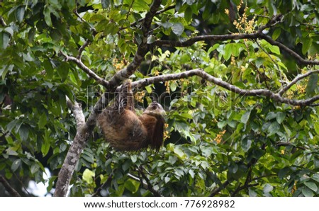 sloth of costa rica
